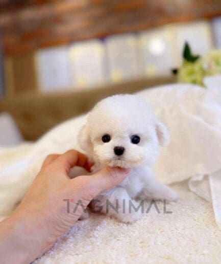 Bichon puppy for sale, dog for sale at Tagnimal
