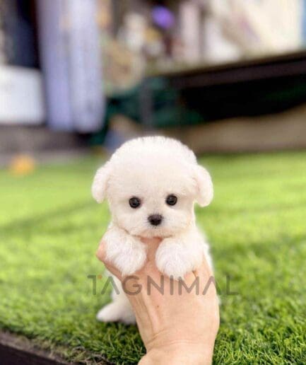 Bichon puppy for sale, dog for sale at Tagnimal