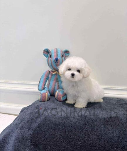 Bichon puppy for sale, dog for sale at Tagnimal