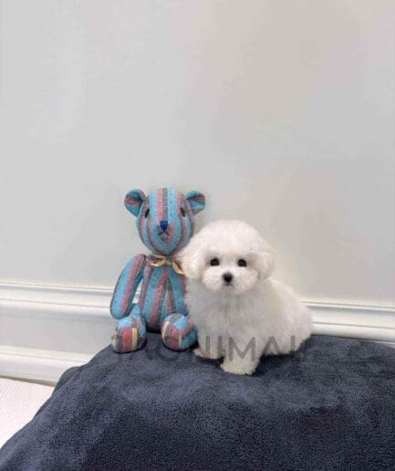 Bichon puppy for sale, dog for sale at Tagnimal