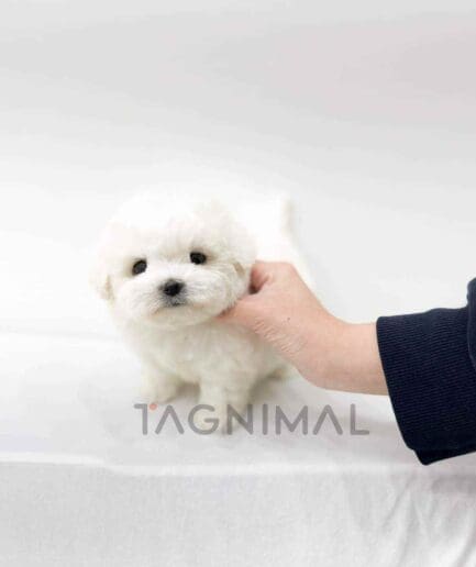 Bichon puppy for sale, dog for sale at Tagnimal