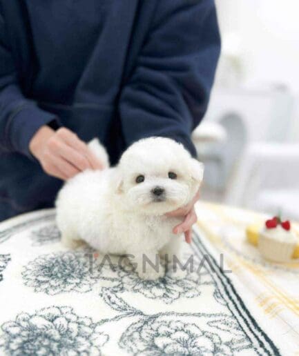 Bichon puppy for sale, dog for sale at Tagnimal