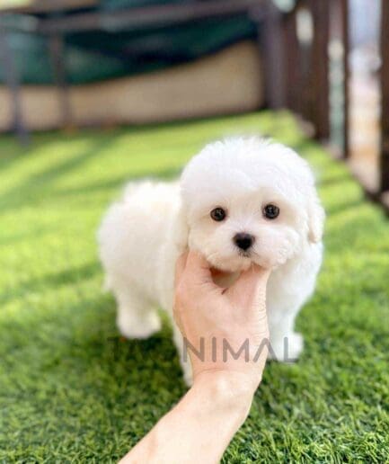 Coton de Tulear puppy for sale, dog for sale at Tagnimal