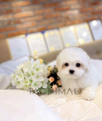 Coton de Tulear puppy for sale, dog for sale at Tagnimal