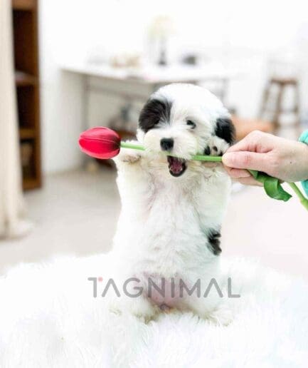 Cotonpoo puppy for sale, dog for sale at Tagnimal