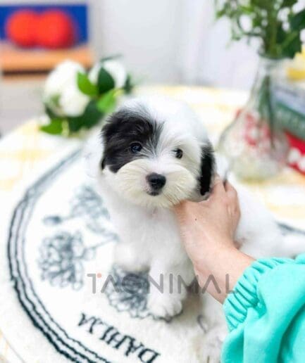 Cotonpoo puppy for sale, dog for sale at Tagnimal