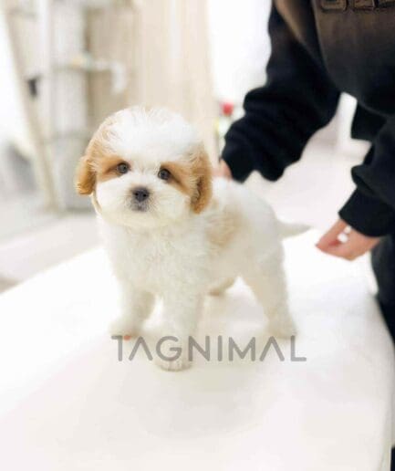 Goldendoodle puppy for sale, dog for sale at Tagnimal