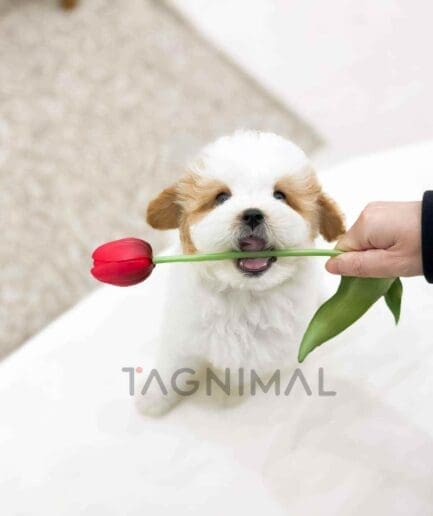 Goldendoodle puppy for sale, dog for sale at Tagnimal