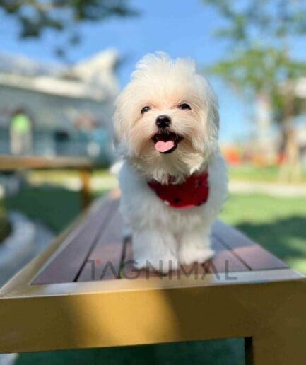 Maltese puppy for sale, dog for sale at Tagnimal