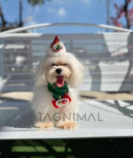 Maltese puppy for sale, dog for sale at Tagnimal