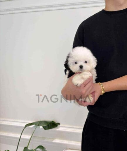 Maltipoo puppy for sale, dog for sale at Tagnimal
