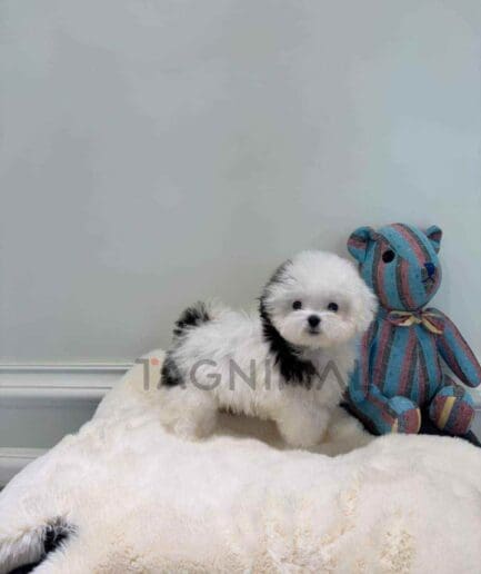 Maltipoo puppy for sale, dog for sale at Tagnimal
