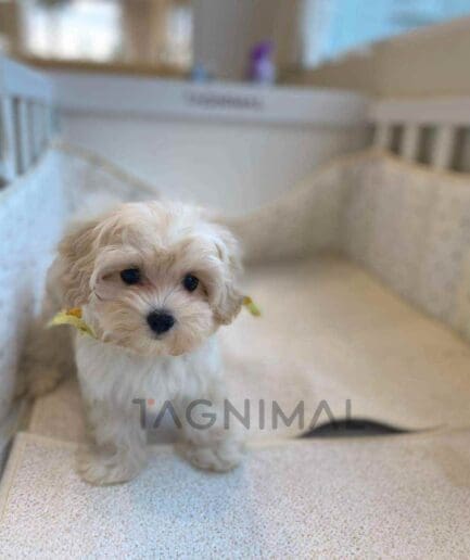 Maltipoo puppy for sale, dog for sale at Tagnimal