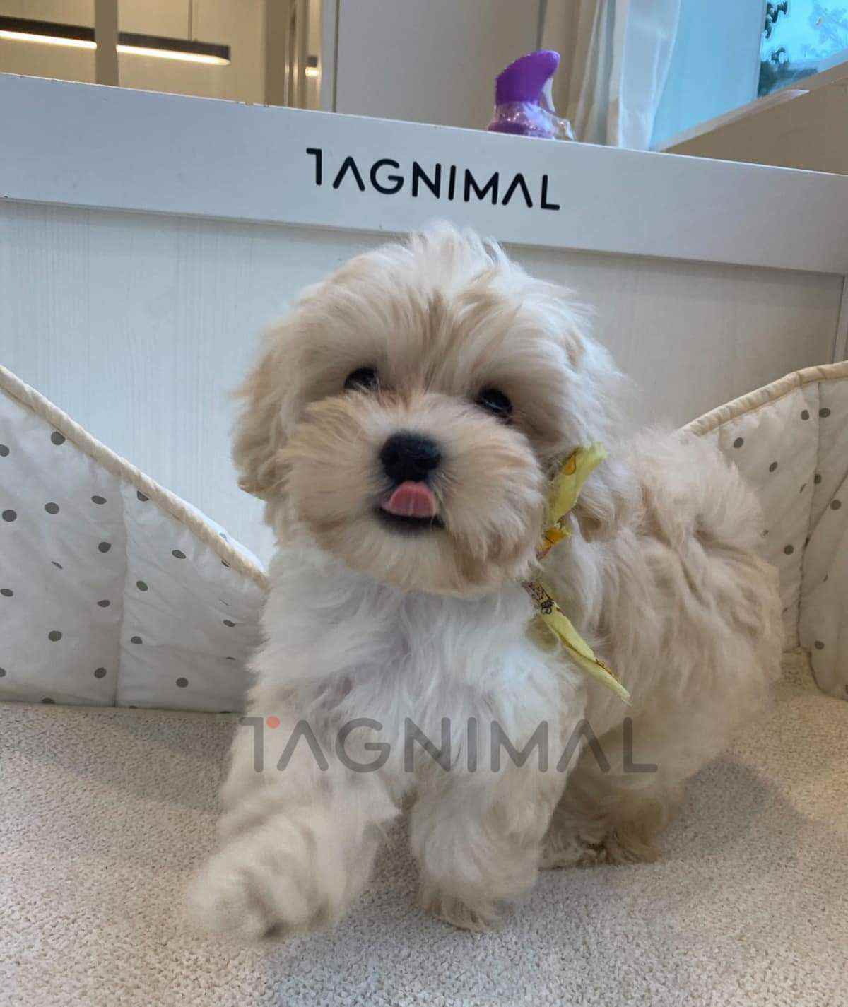 Maltipoo puppy for sale, dog for sale at Tagnimal