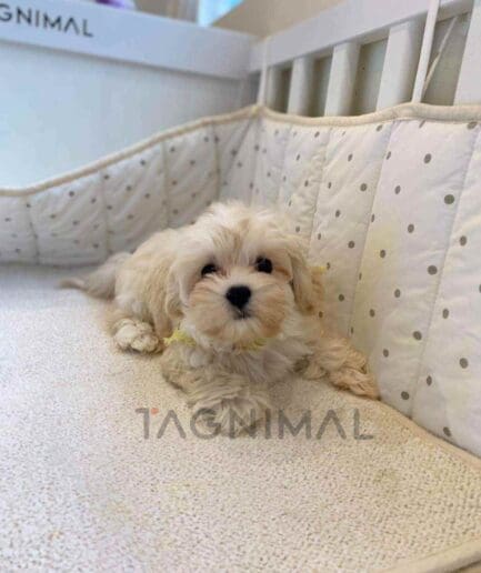 Maltipoo puppy for sale, dog for sale at Tagnimal