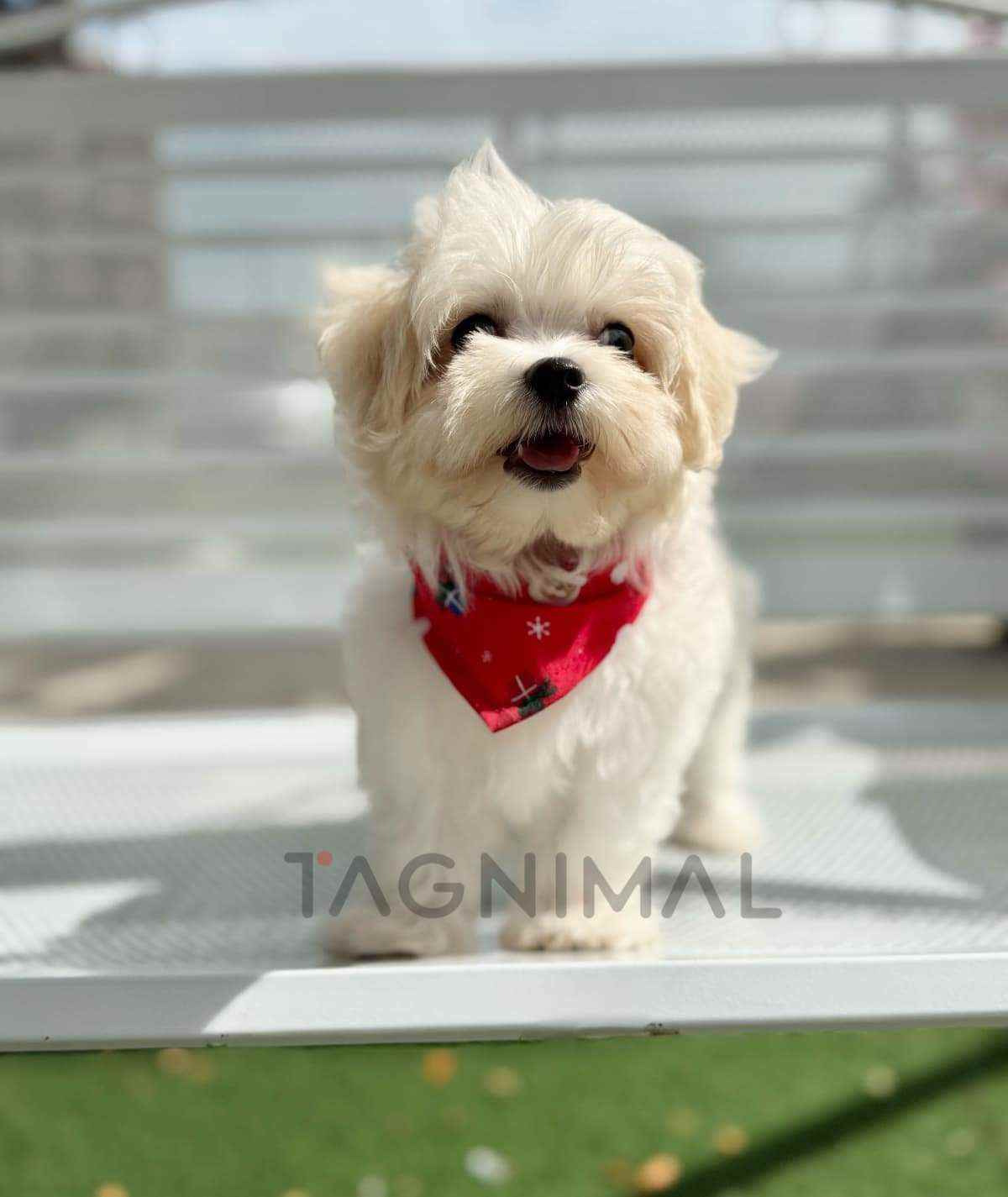Maltipoo puppy for sale, dog for sale at Tagnimal