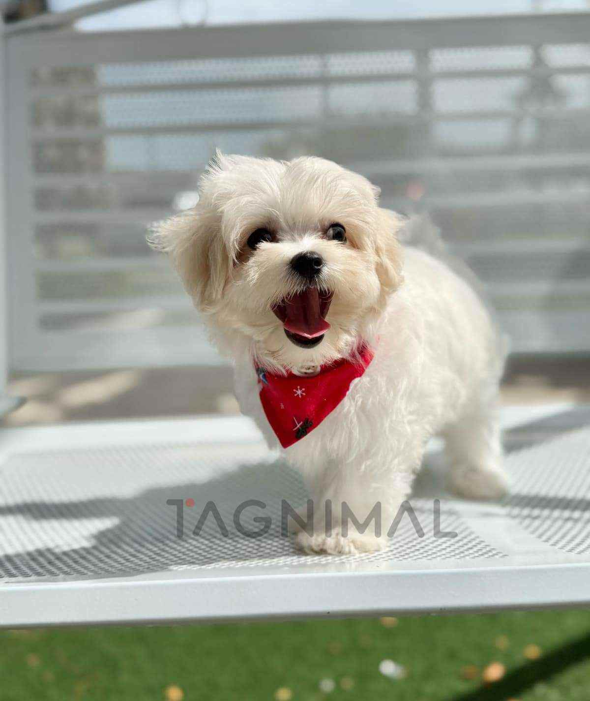 Maltipoo puppy for sale, dog for sale at Tagnimal