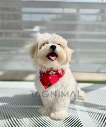 Maltipoo puppy for sale, dog for sale at Tagnimal