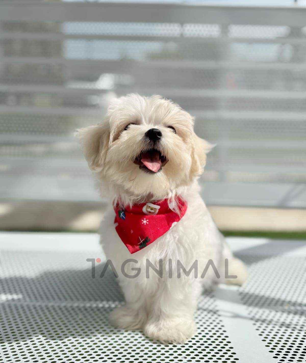 Maltipoo puppy for sale, dog for sale at Tagnimal