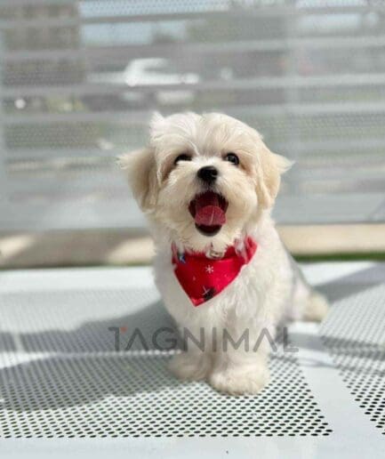 Maltipoo puppy for sale, dog for sale at Tagnimal