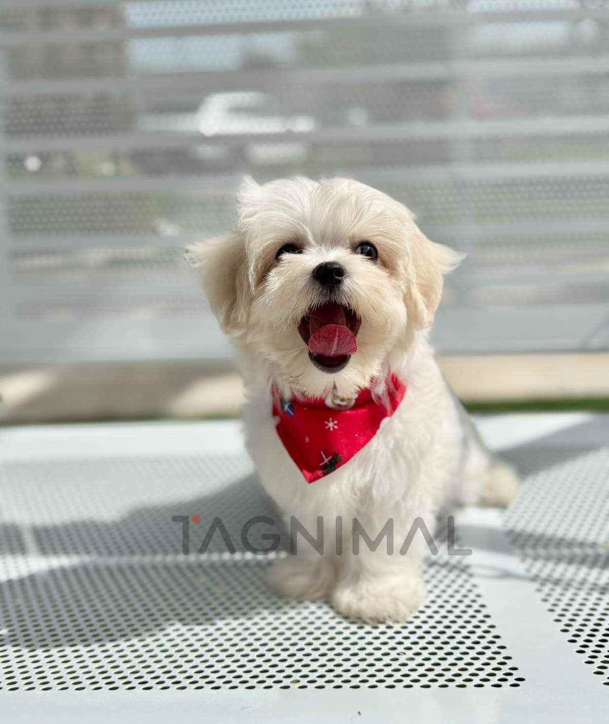 Maltipoo puppy for sale, dog for sale at Tagnimal