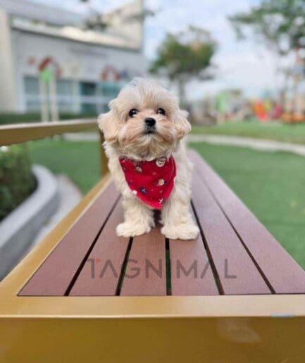 Maltipoo puppy for sale, dog for sale at Tagnimal