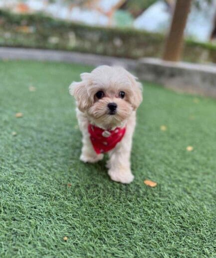 Maltipoo puppy for sale, dog for sale at Tagnimal