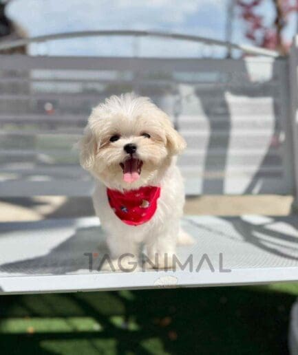 Maltipoo puppy for sale, dog for sale at Tagnimal