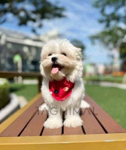 Maltipoo puppy for sale, dog for sale at Tagnimal