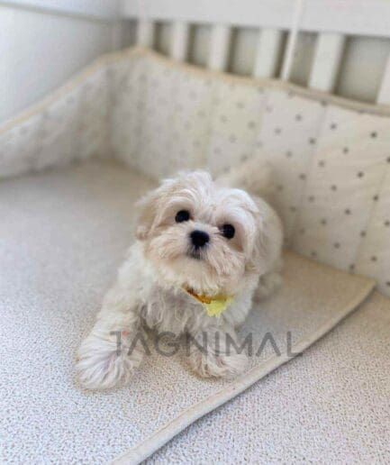 Maltipoo puppy for sale, dog for sale at Tagnimal