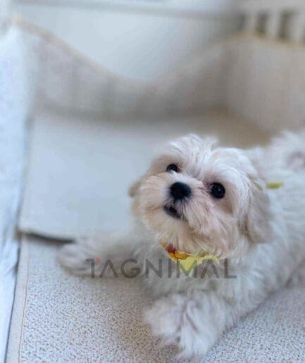 Maltipoo puppy for sale, dog for sale at Tagnimal
