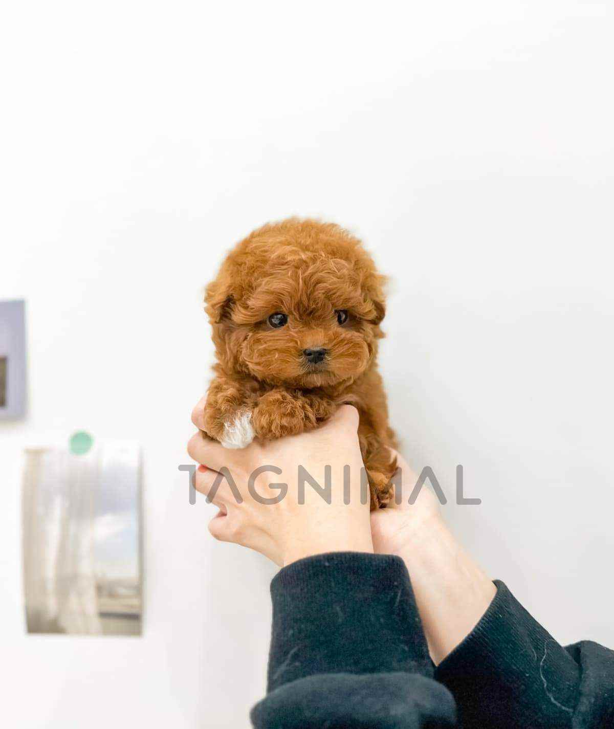 Maltipoo puppy for sale, dog for sale at Tagnimal