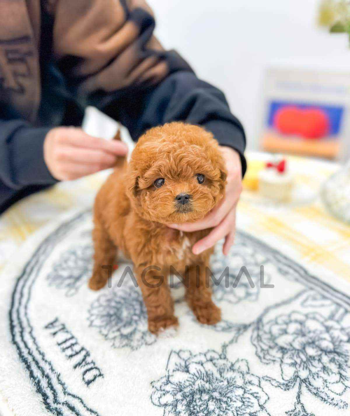 Maltipoo puppy for sale, dog for sale at Tagnimal