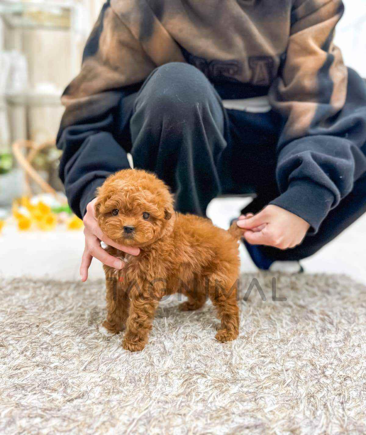 Maltipoo puppy for sale, dog for sale at Tagnimal
