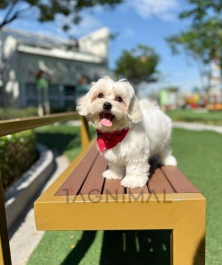 Maltipoo puppy for sale, dog for sale at Tagnimal