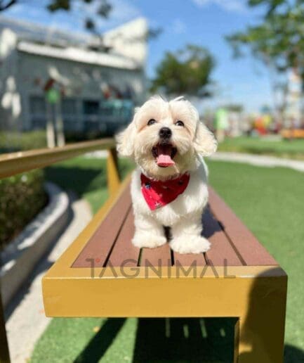 Maltipoo puppy for sale, dog for sale at Tagnimal