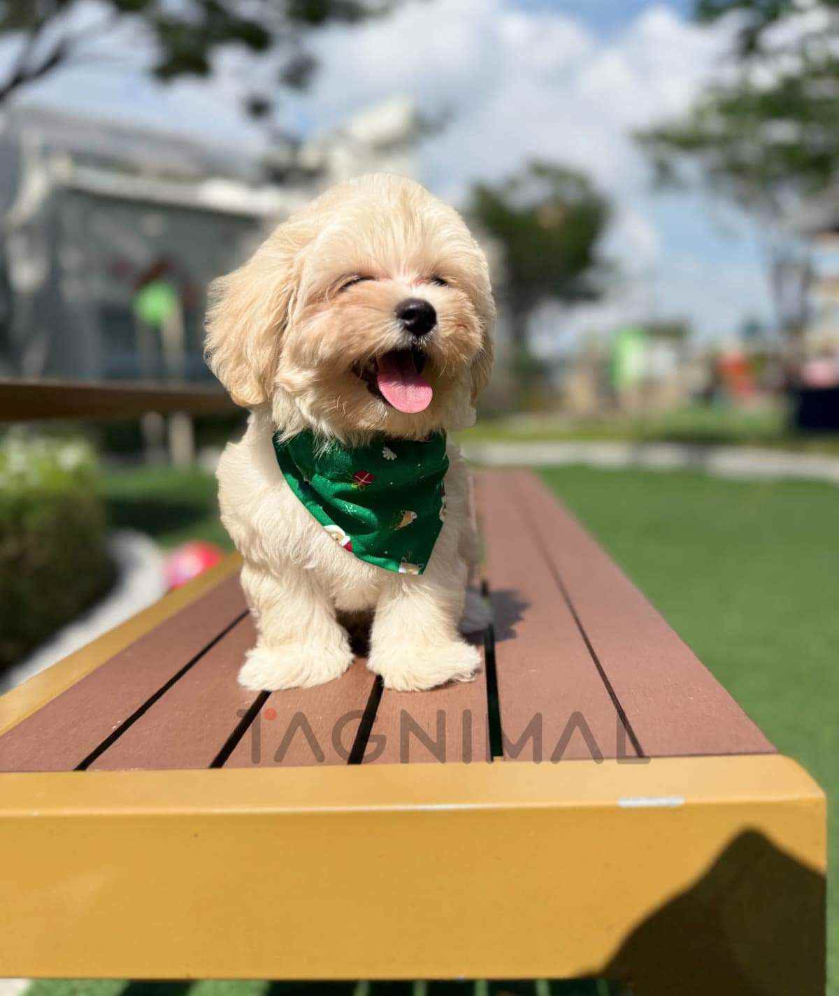 Maltipoo puppy for sale, dog for sale at Tagnimal