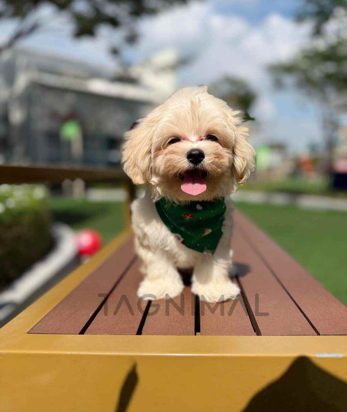 Maltipoo puppy for sale, dog for sale at Tagnimal
