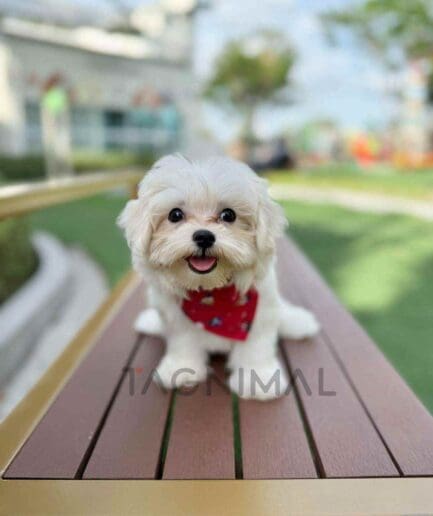 Maltipoo puppy for sale, dog for sale at Tagnimal
