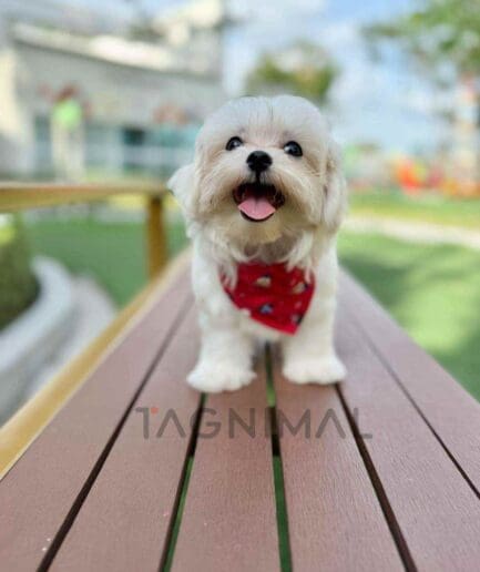 Maltipoo puppy for sale, dog for sale at Tagnimal