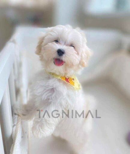 Maltipoo puppy for sale, dog for sale at Tagnimal