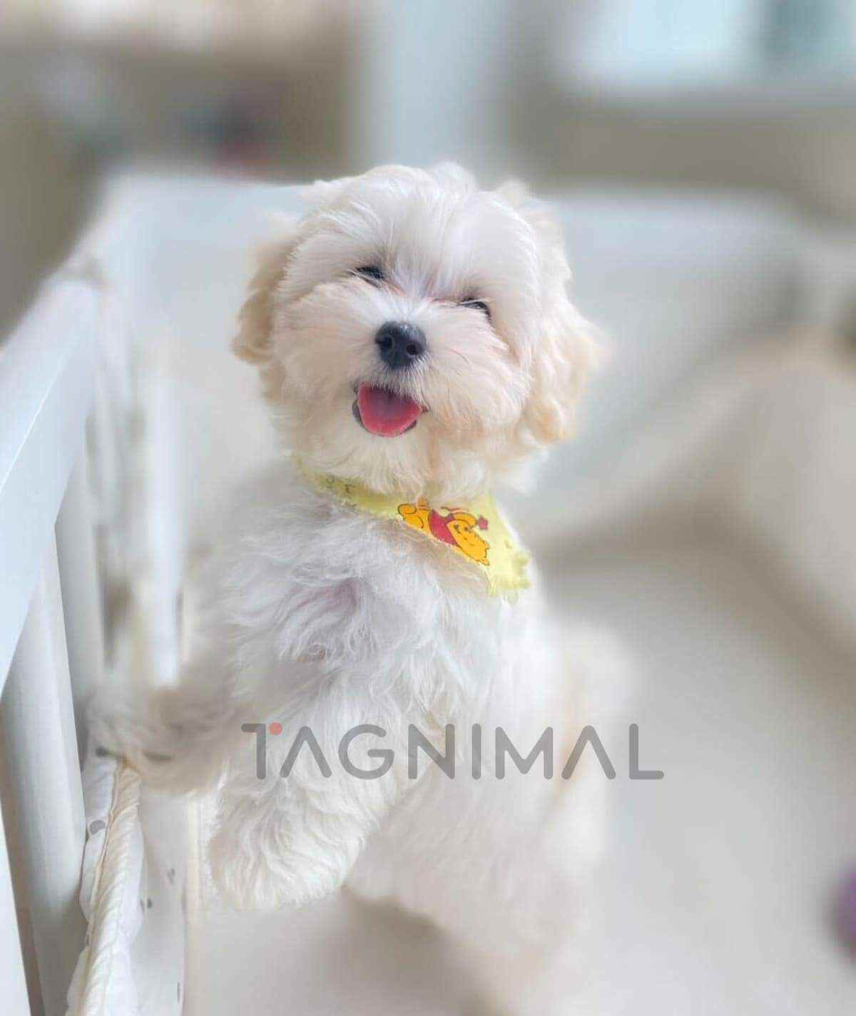 Maltipoo puppy for sale, dog for sale at Tagnimal