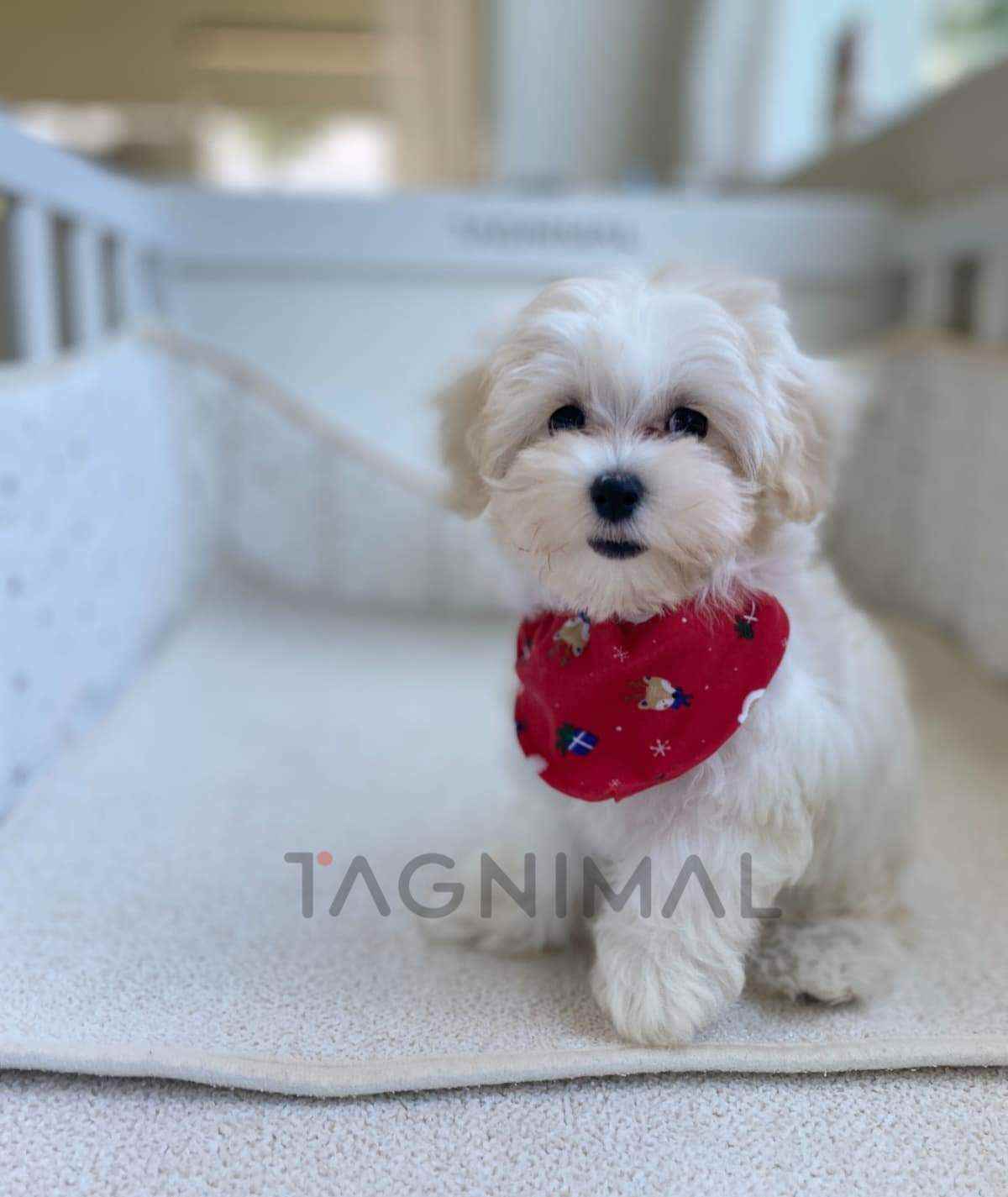 Maltipoo puppy for sale, dog for sale at Tagnimal