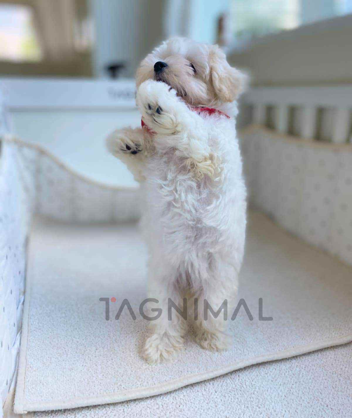 Maltipoo puppy for sale, dog for sale at Tagnimal