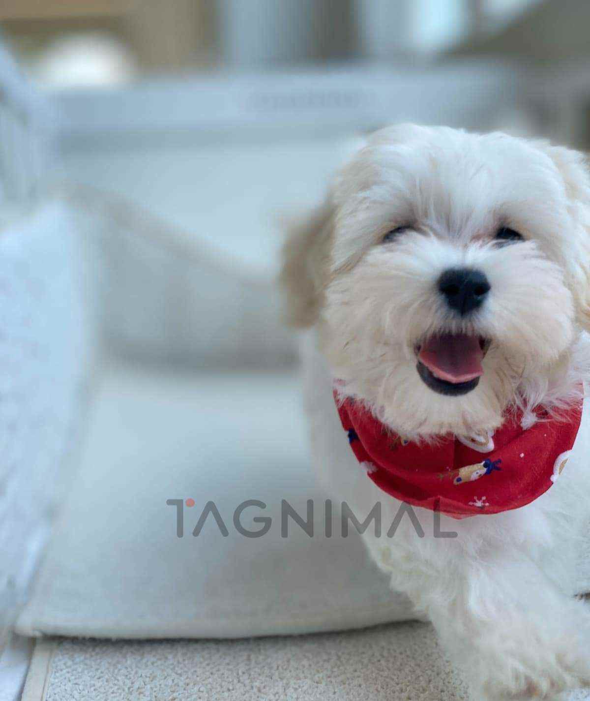Maltipoo puppy for sale, dog for sale at Tagnimal
