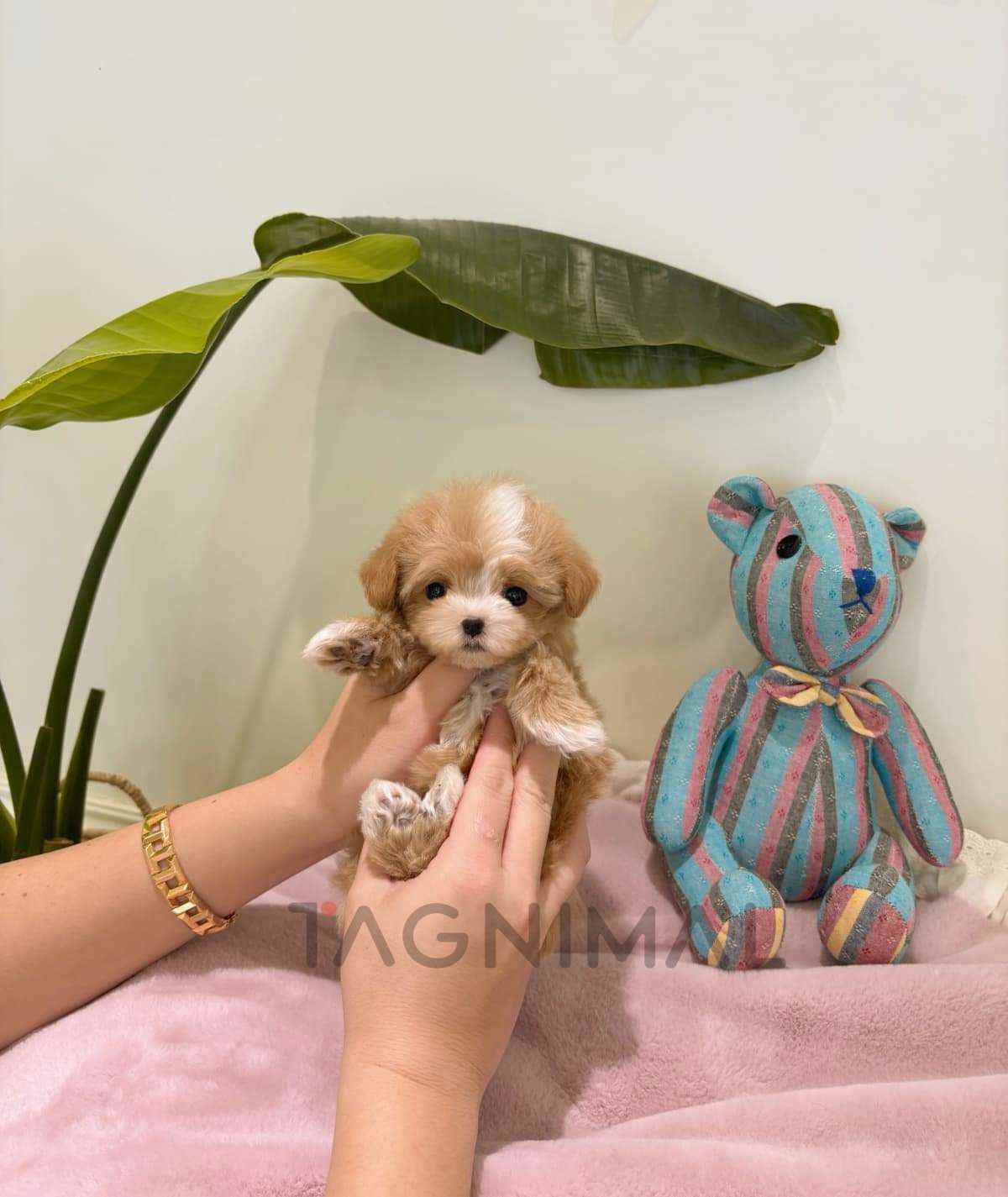 Maltipoo puppy for sale, dog for sale at Tagnimal