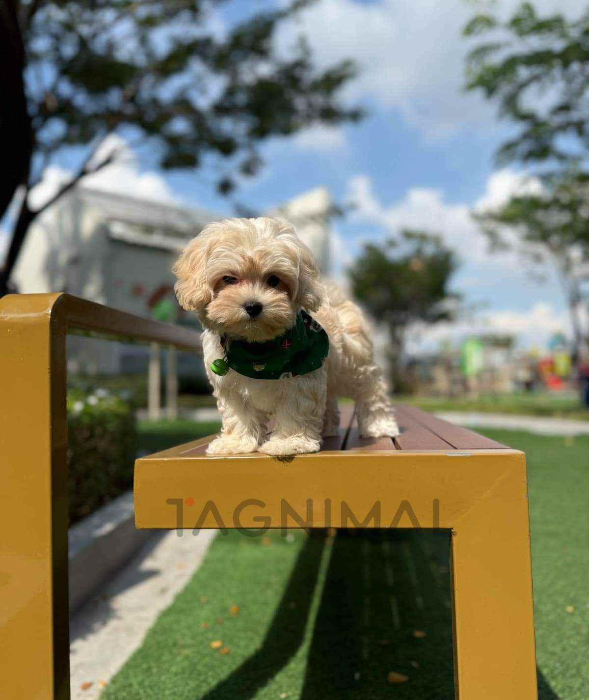 Maltipoo puppy for sale, dog for sale at Tagnimal