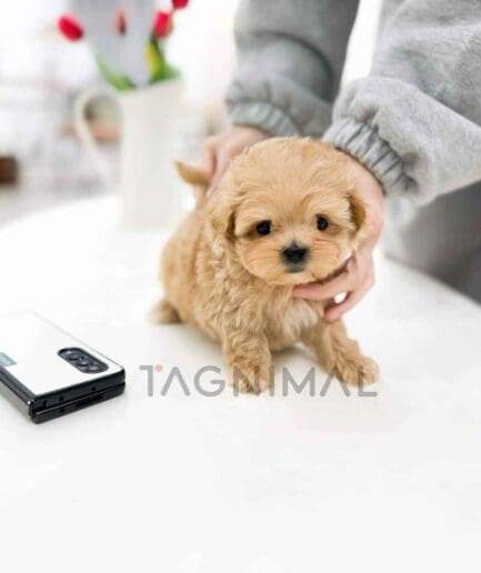 Maltipoo puppy for sale, dog for sale at Tagnimal