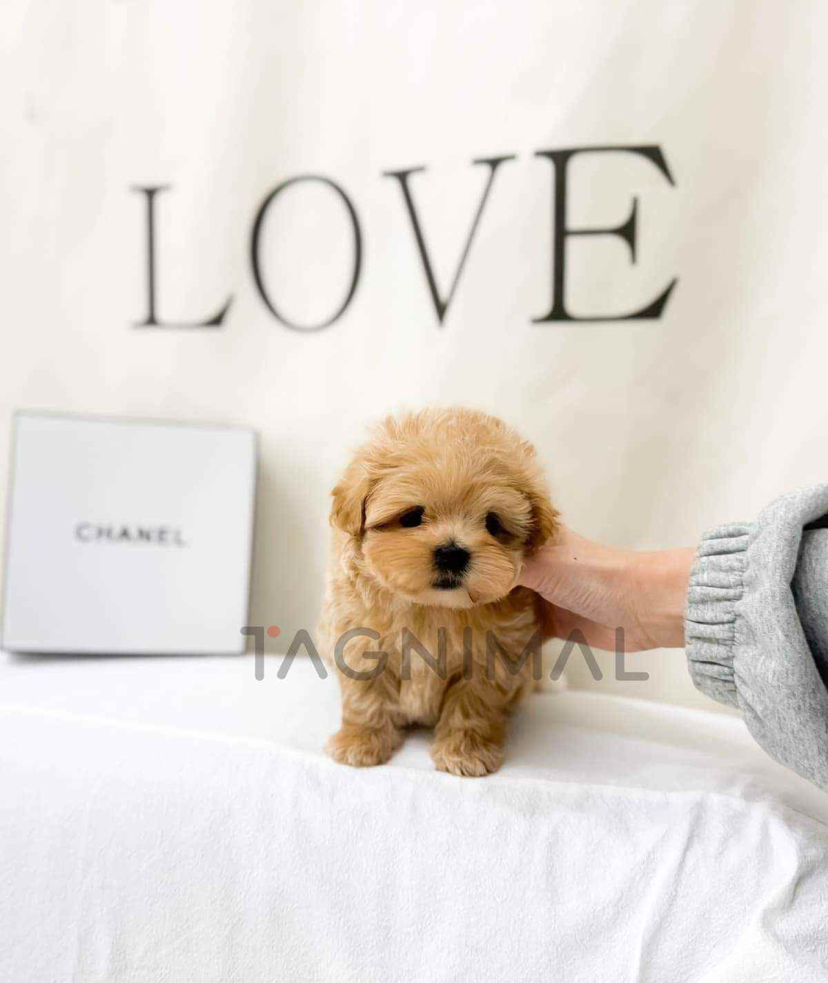 ขายลูกสุนัขมอลทิพู ซื้อสุนัข ซื้อหมา ได้ที่ Tagnimal