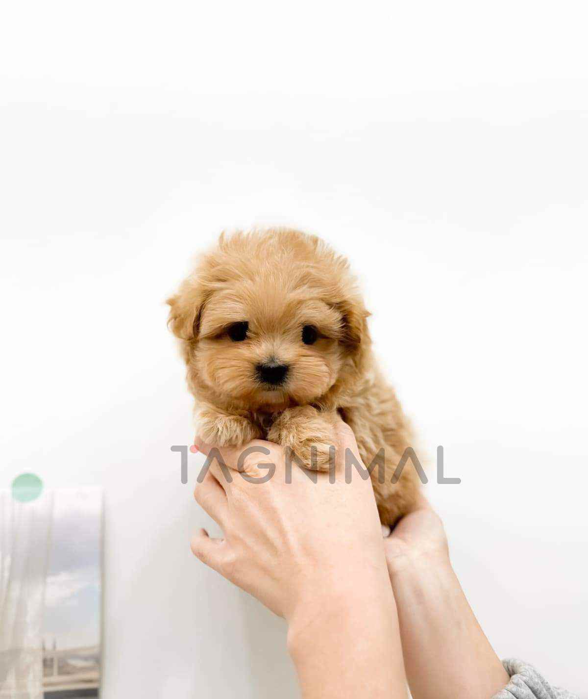 ขายลูกสุนัขมอลทิพู ซื้อสุนัข ซื้อหมา ได้ที่ Tagnimal